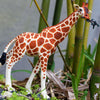 Reticulated Giraffe