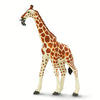 Reticulated Giraffe