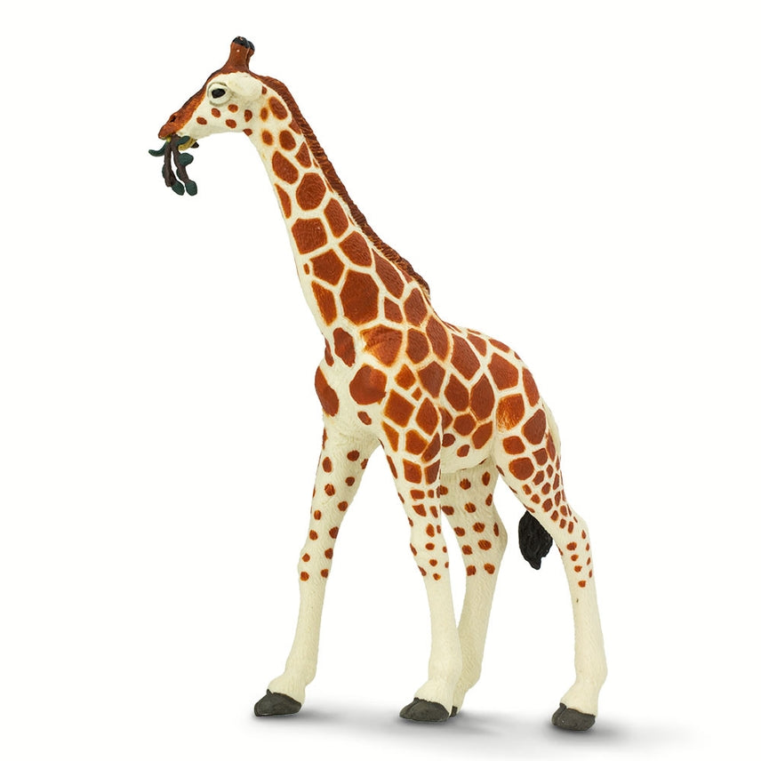 Reticulated Giraffe