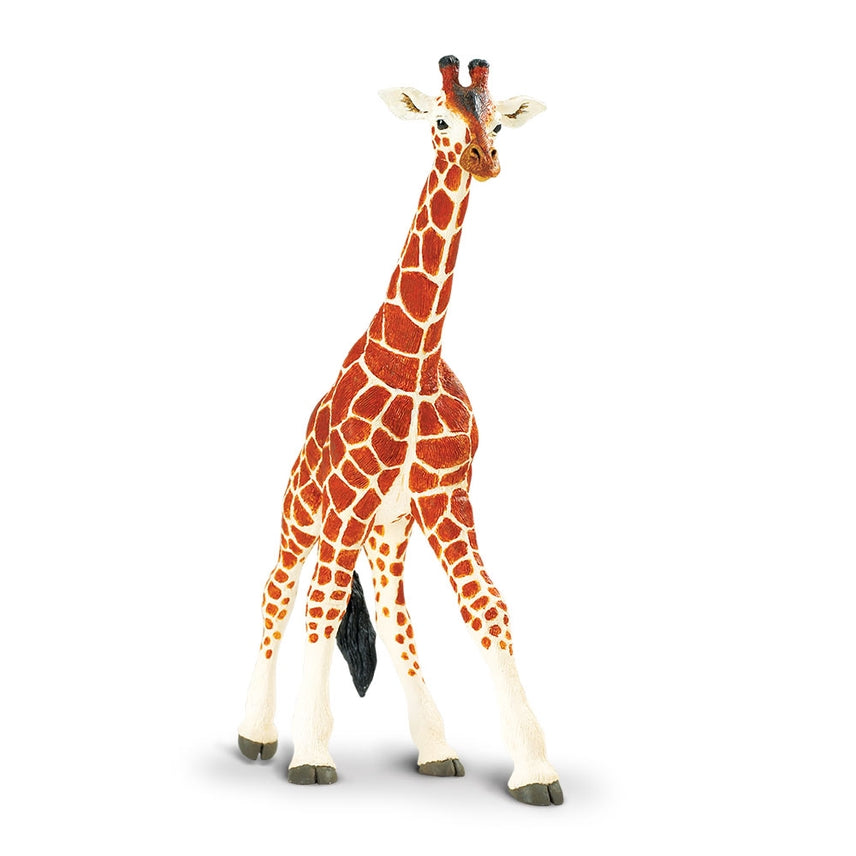 Reticulated Giraffe