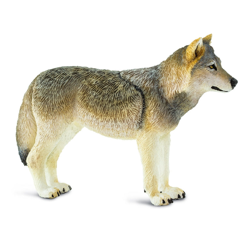 Gray Wolf