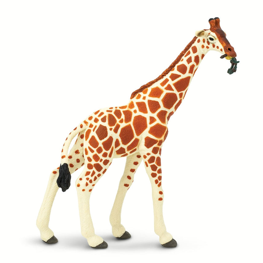 Reticulated Giraffe