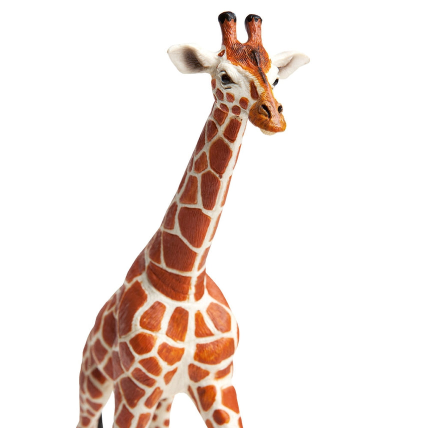 Reticulated Giraffe