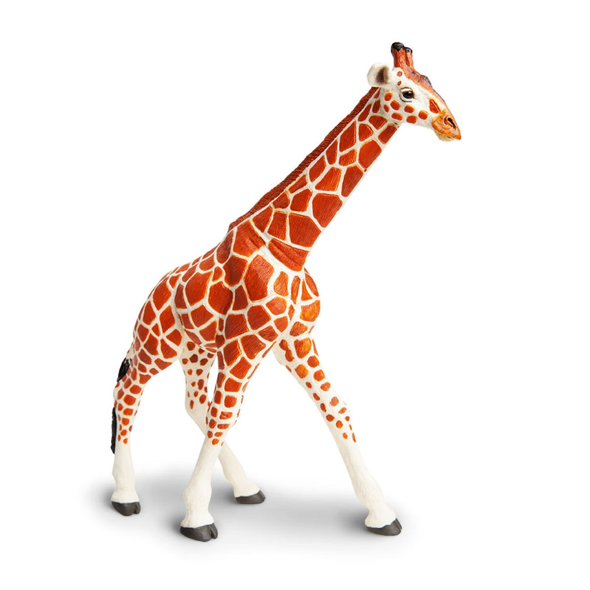 Reticulated Giraffe