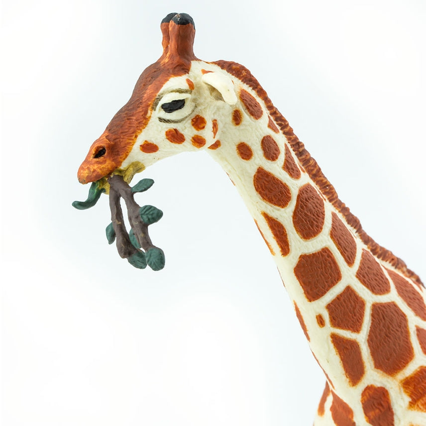 Reticulated Giraffe